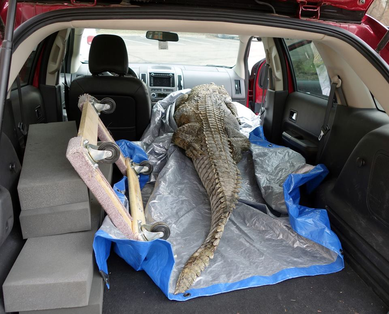 Illustration for article titled See The Most Detailed Images Ever Taken Of A Crocodile's Insides